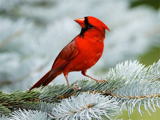 Birds Puzzle gameplay